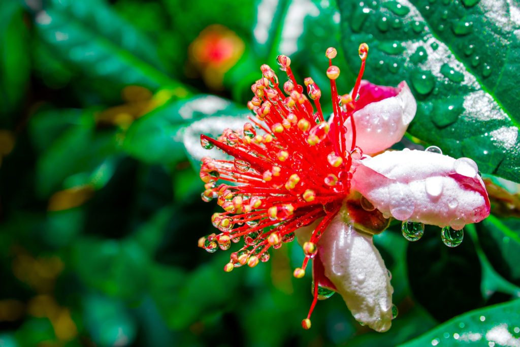 Feijoa tree blossom. Feijoas available online through Ooooby from Southern Belle Orchard.