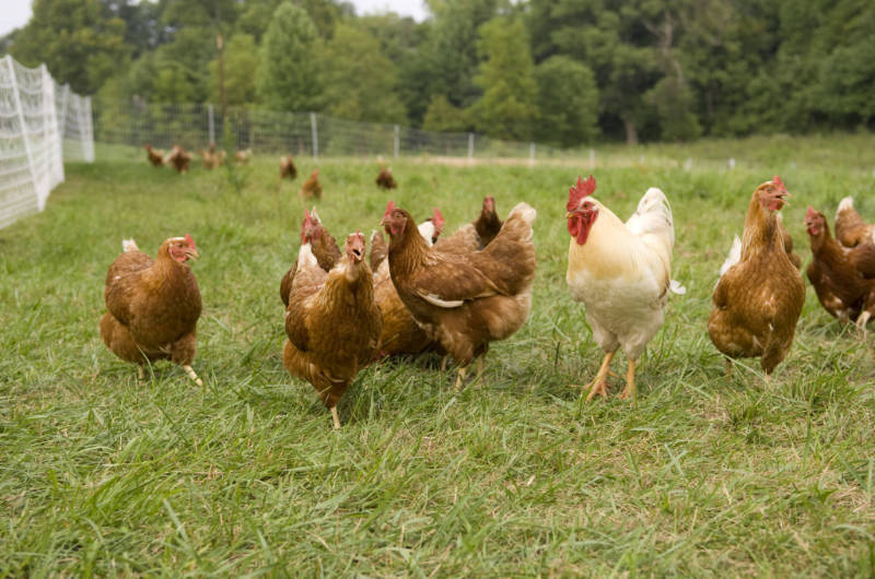 Free-Range Pasture-Raised Chicken