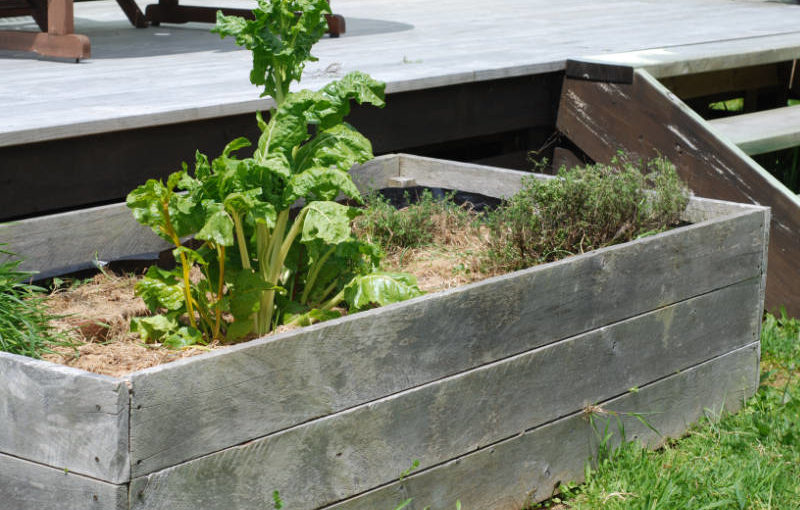 What’s the best type of garden bed to grow your own food?