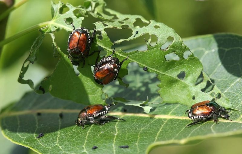 How to deal with pests in your garden (and life)